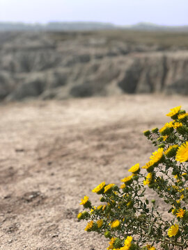 Yellow Flowers in Badlands National Park