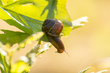 little brown snail on a green oak leaf © Paulina
