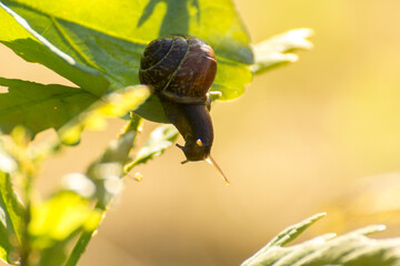 little brown snail on a green oak leaf © Paulina