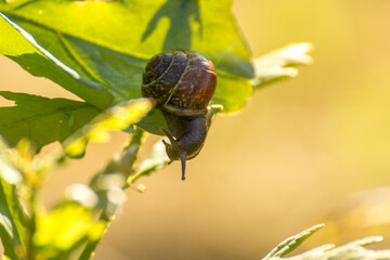 little brown snail on a green oak leaf © Paulina