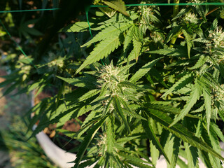 Animal Mints Cannabis Flower close to harvest in on legal California cannabis farm