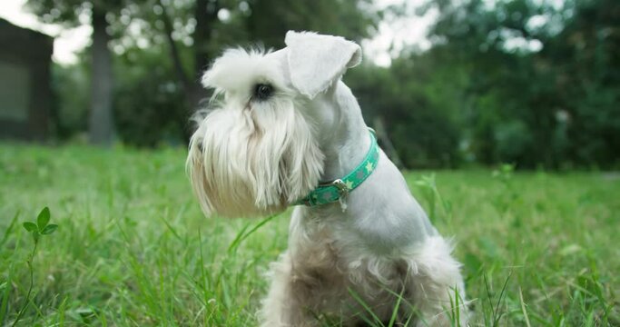 Beauty, сute silver miniature schnauzer terrier dog, white terrier dog portrait outside. Summer park. Dog looking around