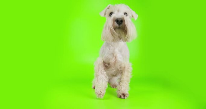 Beauty silver miniature schnauzer terrier dog, white terrier dog sitting, looking at the camera. Green screen, chroma key. Cute curios face. Front view