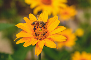 bee on flower