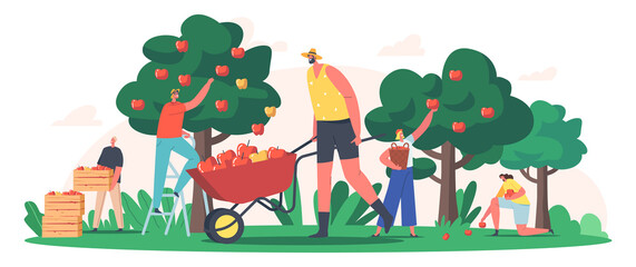 Characters Harvesting Apples in Garden or Orchard, Gardeners Collecting Fruit Crop, Ecological Healthy Farm Production