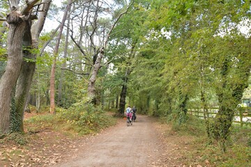 Obraz premium Beautiful forest at Carnac in Brittany France