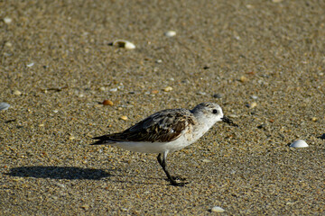 Profile of a sanderling with a sandy beak