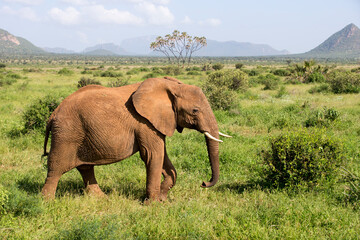 Obraz premium An adult elephant in the bush. taken in Kenya