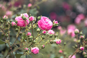 Fototapeta na wymiar Beautiful pink rose is groving in the garden