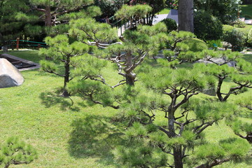 pine tree in the garden