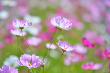 コスモス