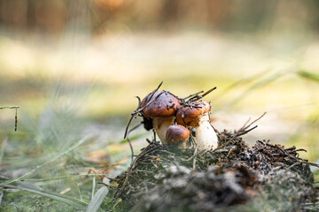 Survival skill in great outdoors. Group of boletus mushroom. Closeness to the nature. hiking and mushroom picking. 
