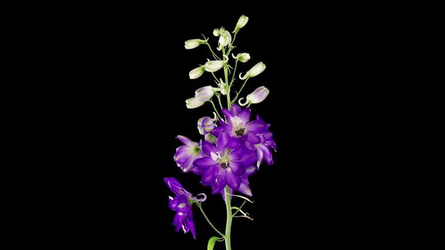 Time-lapse of blooming blue violet delphinium flower isolated on black background. 4K Time lapse of growing blossom delphinium, opening up. Love, wedding, anniversary, spring, valentines day