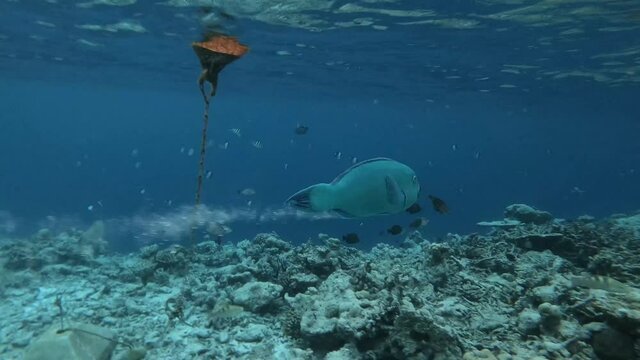 ein Papageifisch schwimmt in einem Korallenriff und erleichtert sich