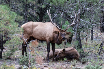 Rocky Mountain Elks (Cervus elaphus nelsoni, Rocky Mountain national park. Female laying on ground; Male with large antlers standing over her. 
