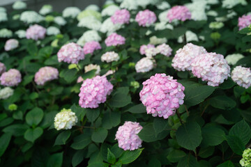 Beautiful Hydrangea flower in the city in Ontario Canada	