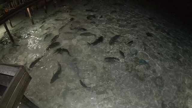 verschiedene Fische (Stachelrochen, Riesen-Stachelmakrele und Haie) werden mit Fischresten gef&uuml;ttert	
