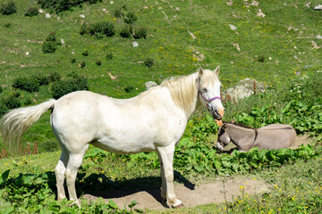 Obraz na płótnie Canvas White horse standing with his tongue sticking out. Donkey sitting next to the horse.