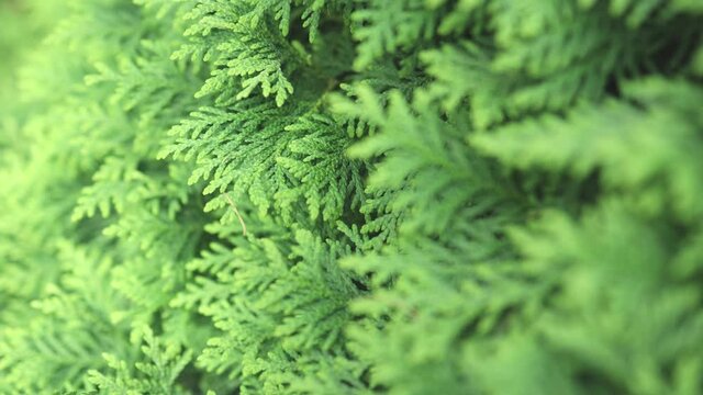 details of evergreen leaves of thuja branches background zooming close-up