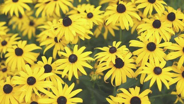 field of yellow black flowers of rudbecia hirta or black eyed Susan plant in flowerbed. bright summer autumn natural floral background