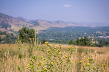 Close up of wildflowers at the Chautauqua Park Hiking area, with the Boulder, Colorado cityscape...