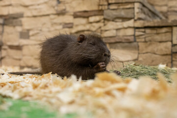 Mammal. Small brown nutria. Animals.