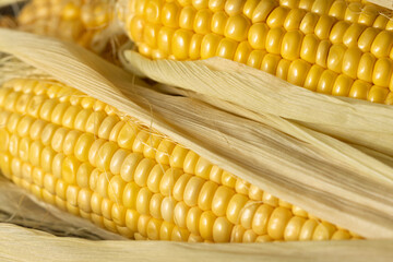 background of fresh corn cobs