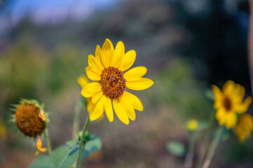 Fototapeta premium Shallow focus on a sunflower with a lovely blurry background.