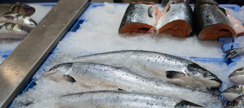 fresh fish from the sea on frozen ice. Food photography