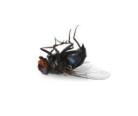 Fly isolated on white background