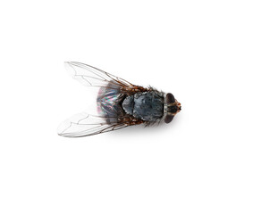 Fly isolated on white background