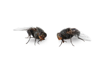 Flies isolated on white background