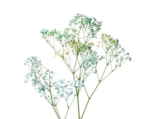 Beautiful colorful gypsophila flowers on white background