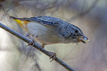 Spotted Pardalote with sap sucking psyllids in bill for young in nest