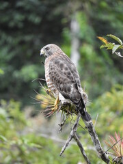 Wide-winged hawk (Buteo platypterus)