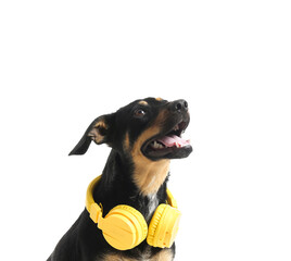 Cute dog with headphones on white background