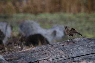 Patagonian bird, red-breasted loica