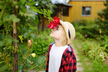 Little boy in a straw hat sniffing a red fragrant rose in domestic garden. Child having fun in the...