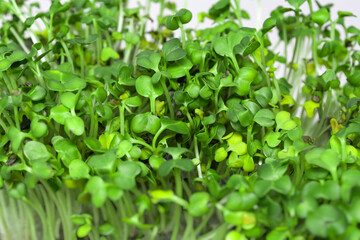 Microgreen. Young sprouts of mustard. Healthy food.