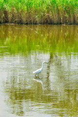 Great egret at the Richard W. DeKorte Park of Lyndhurst, NJ.