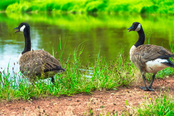 Canadian geese by the water,  on guard and watching the cameraman. © misterfatz