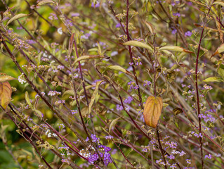 Callicarpa dichotoma Issai berries in autumn