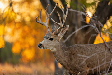 Deer in the Woods 1