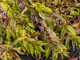 Callicarpa dichotoma berries in autumn