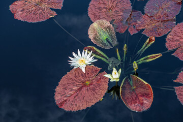 Beautiful white water lily and its lovely pink lily pad leaves, floating on a pond.