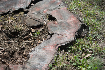 old tree trunk 