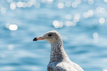 American Herring Gull (smithsonianus) (?) by a lake