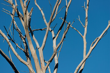 branches of a tree against sky
