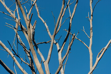 branches against sky
