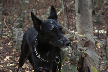 black dog with makeup for Halloween in a gloomy forest